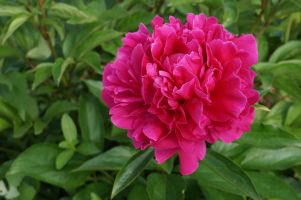 Peony Karl Rosenfield